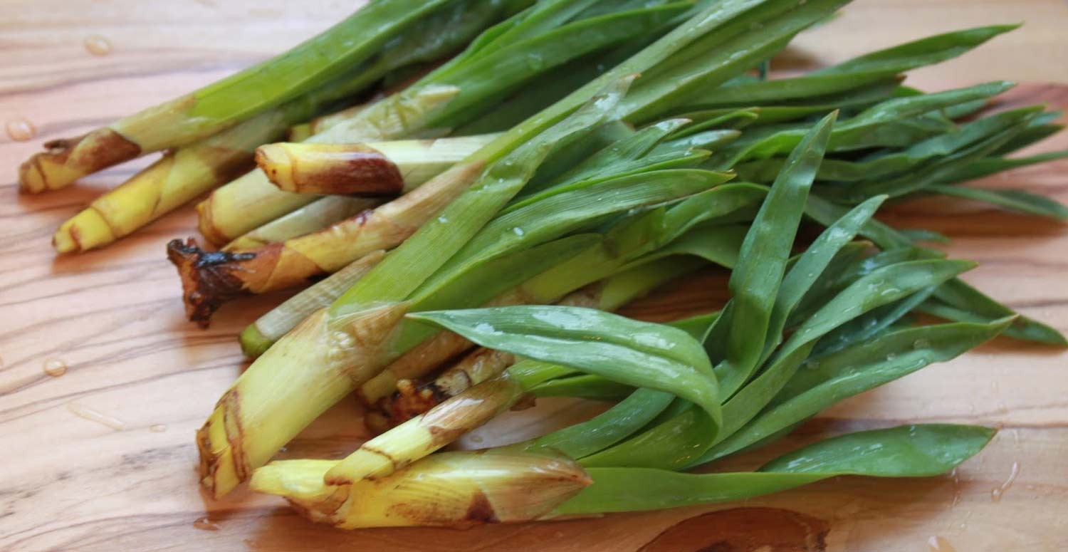 ciris-otu-nedir-faydalari-nelerdir-romatizma-agrilarini-yok-eden-ciris-otunun-mucizevi-faydalari-563