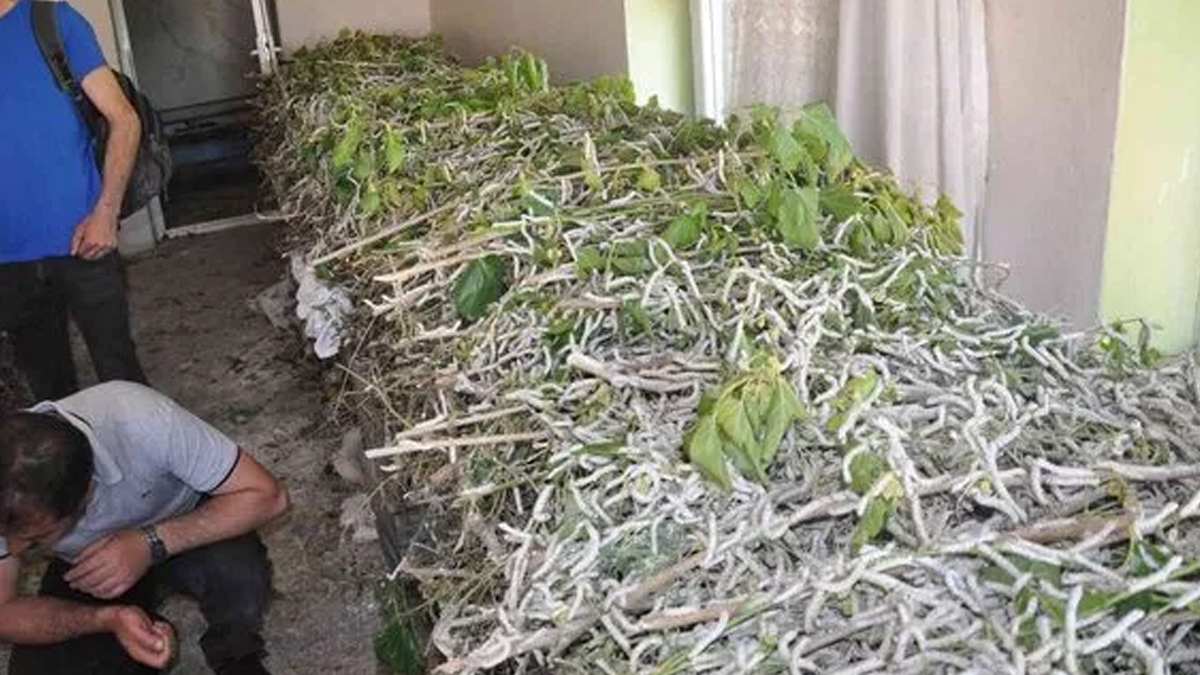 pek-bocegi-nasil-yetistirilir