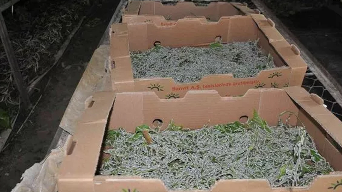 pek-bocegi-yetistiriciligi