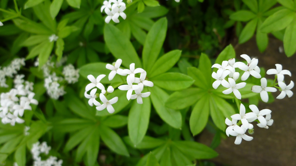 Подмаренник душистый (Galium odoratum)