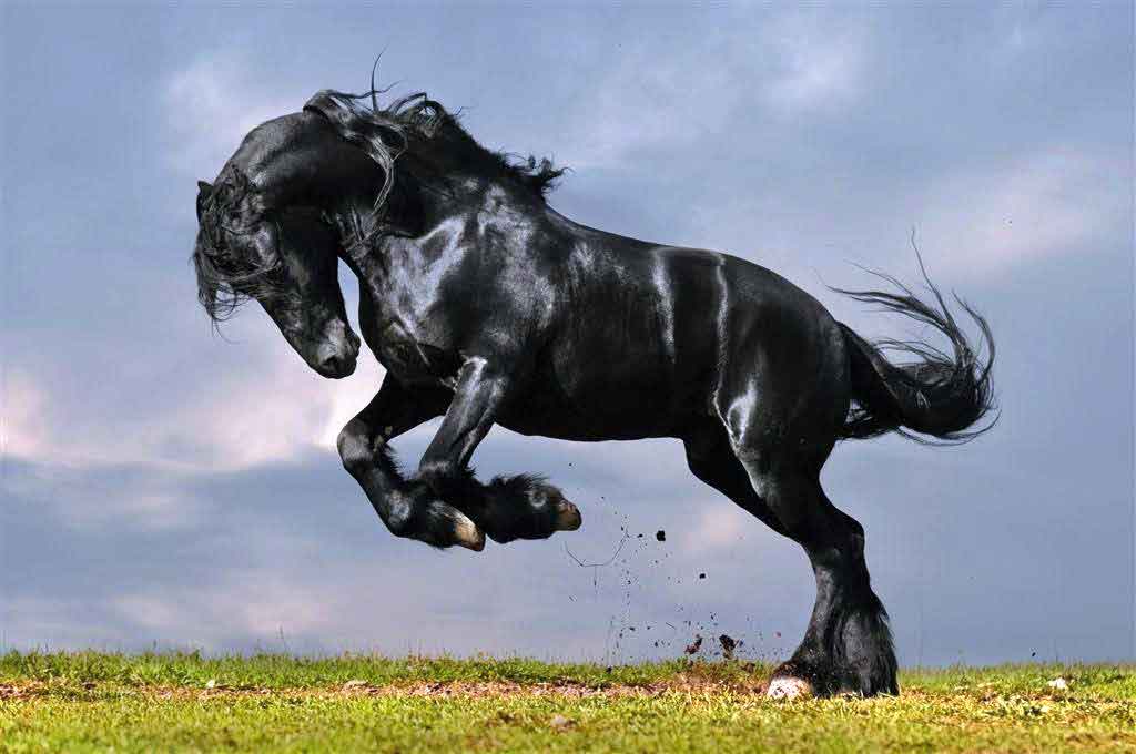 friesian-at-irki-ve-ozellikleri