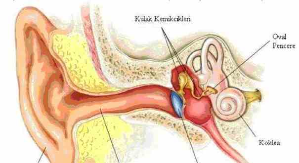 middle-ear-inflammation-treatment-605x4561-605x330.jpg