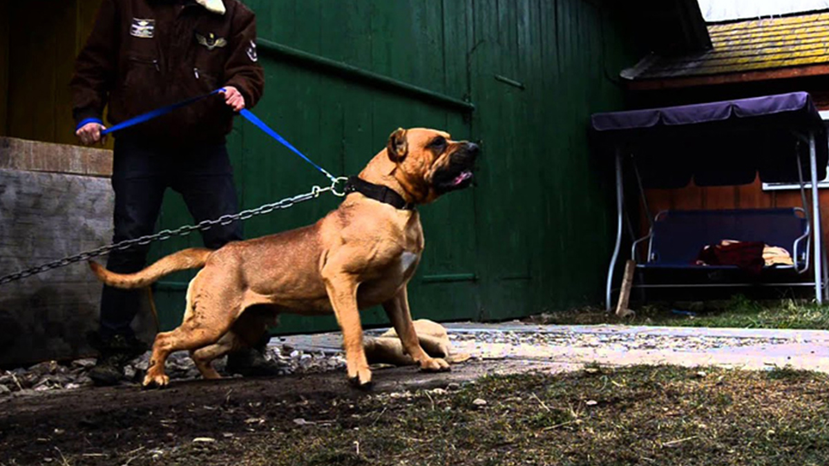 perro-de-presa-canario