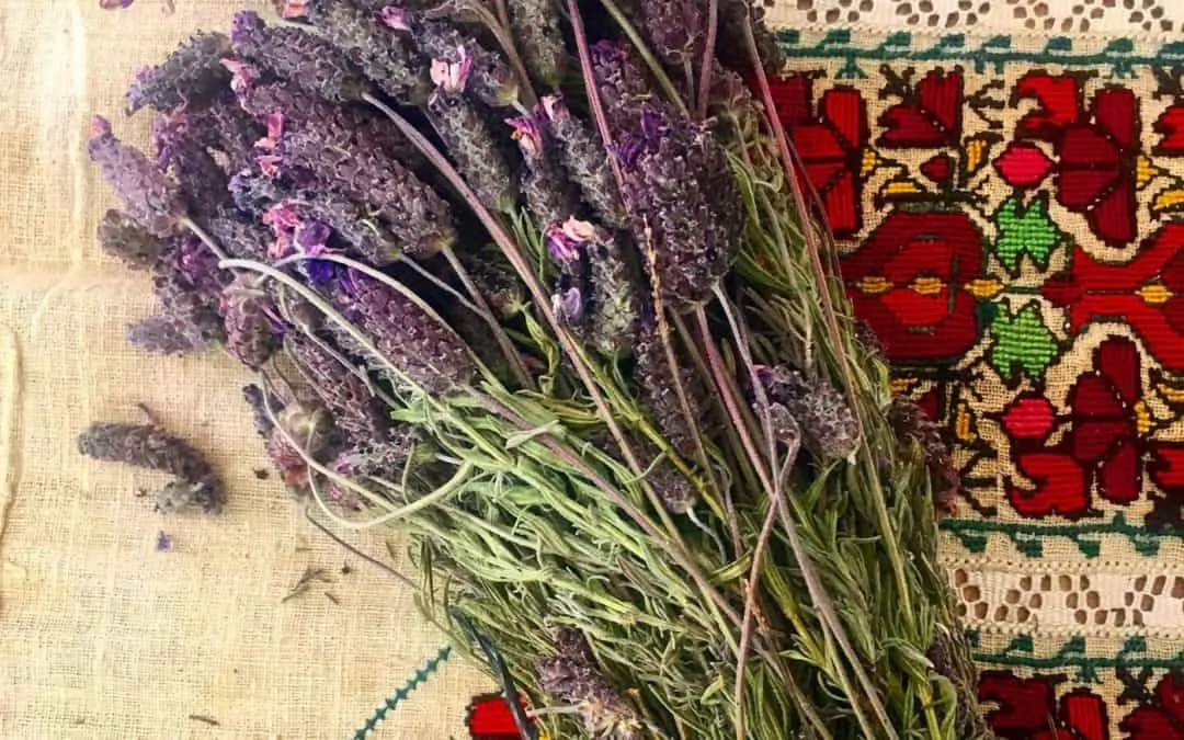 karabas-otu-1080x675