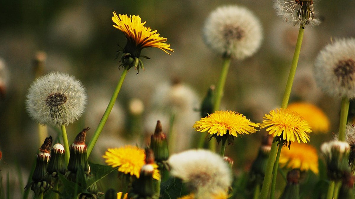 karahindiba-hangi-hastaliklara-iyi-gelir