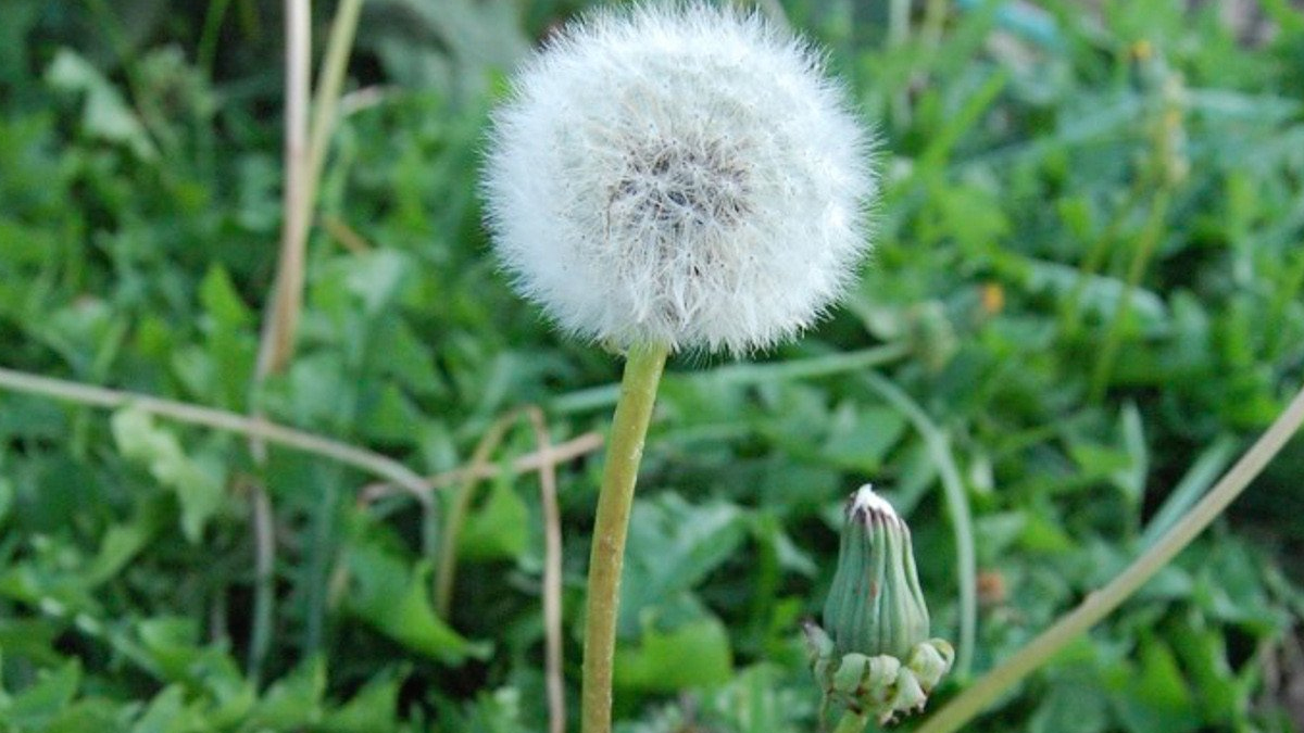 karahindiba-kanser-hasta