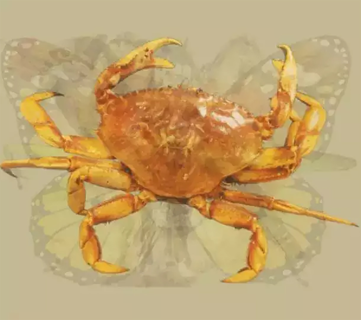 resimde-ilk-ne-gordunuz-3