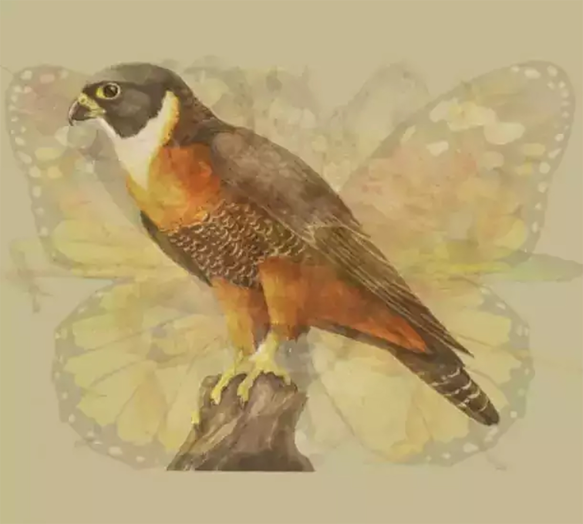 resimde-ilk-ne-gordunuz-7