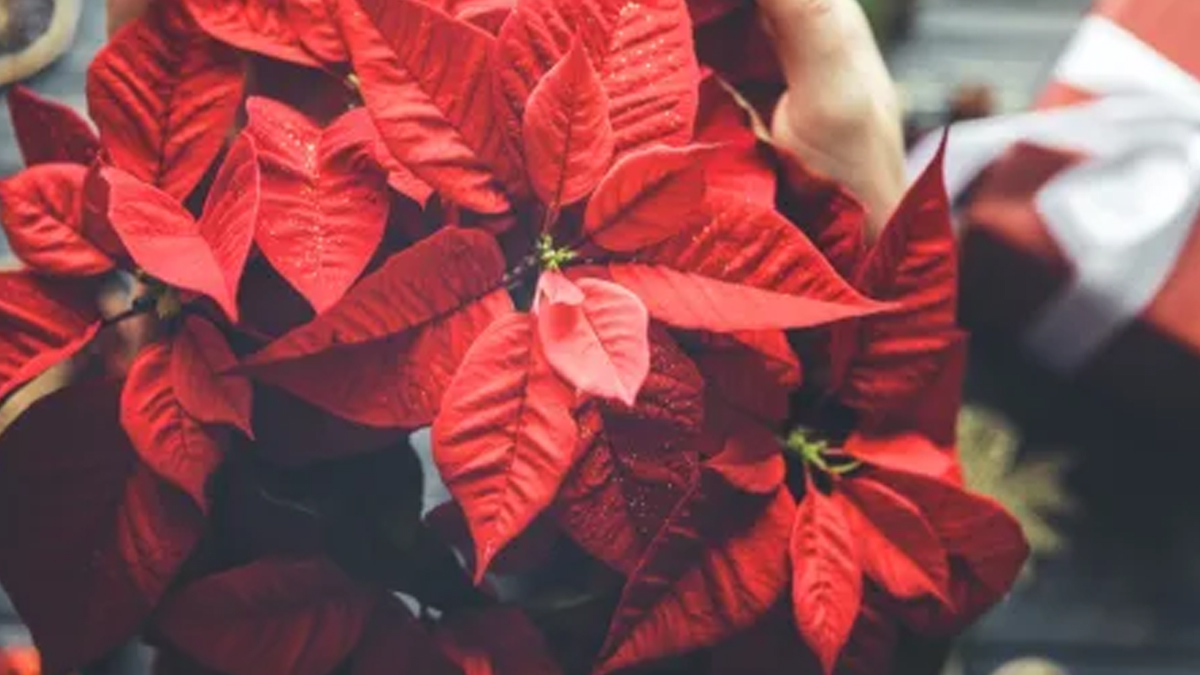 ataturk-cicegi-zehir