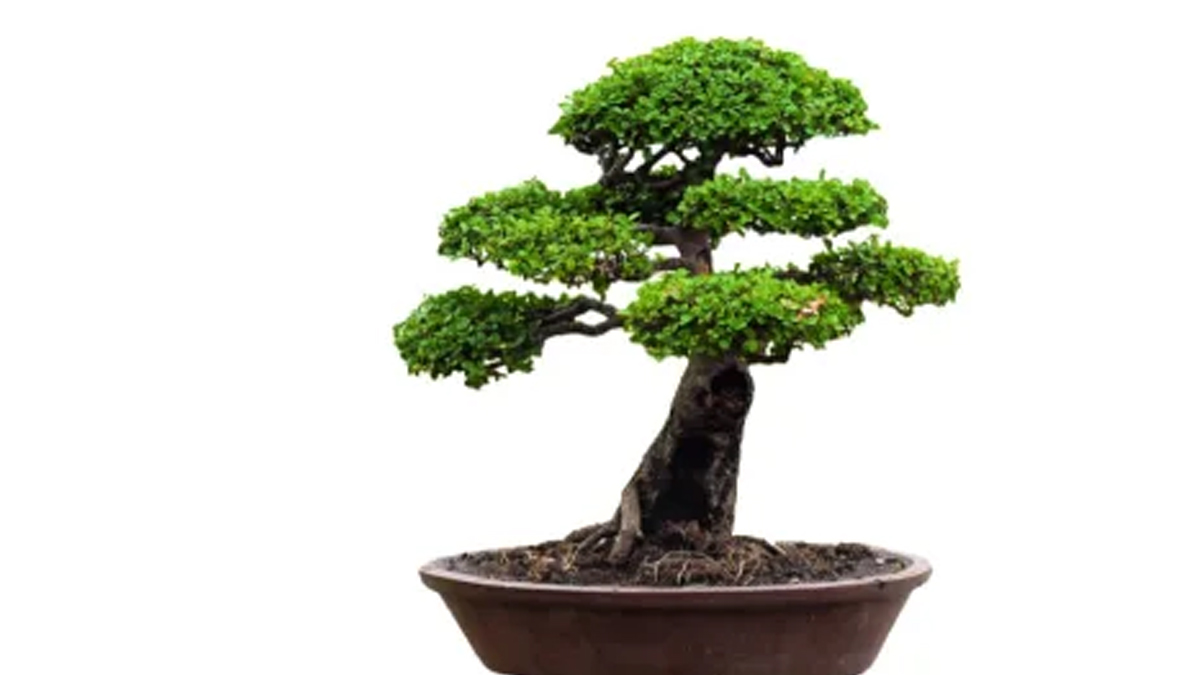 bonsai