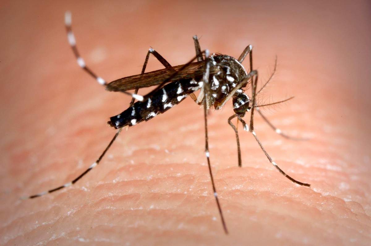 Aedes Sivrisineği