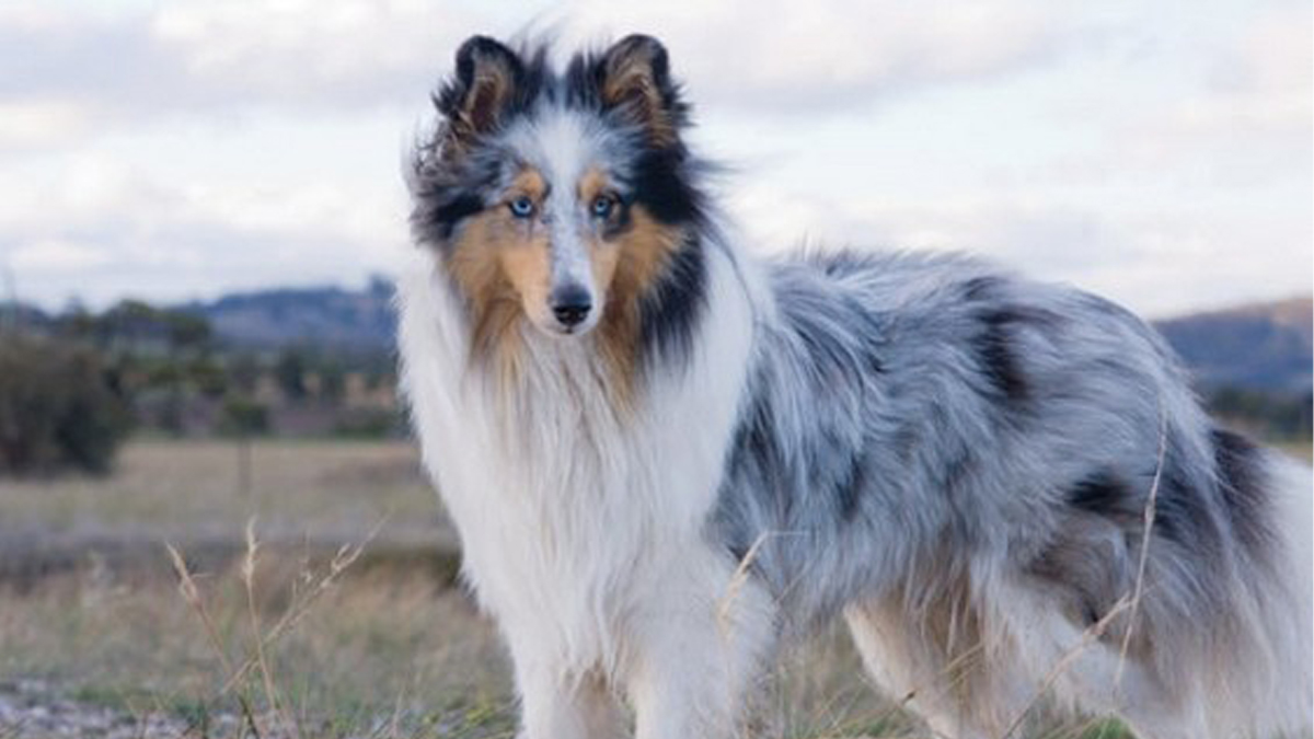 Шетландская овчарка шелти. Клички собак колли. Клички собак колли. Клички собак колли. Клички собак колли.