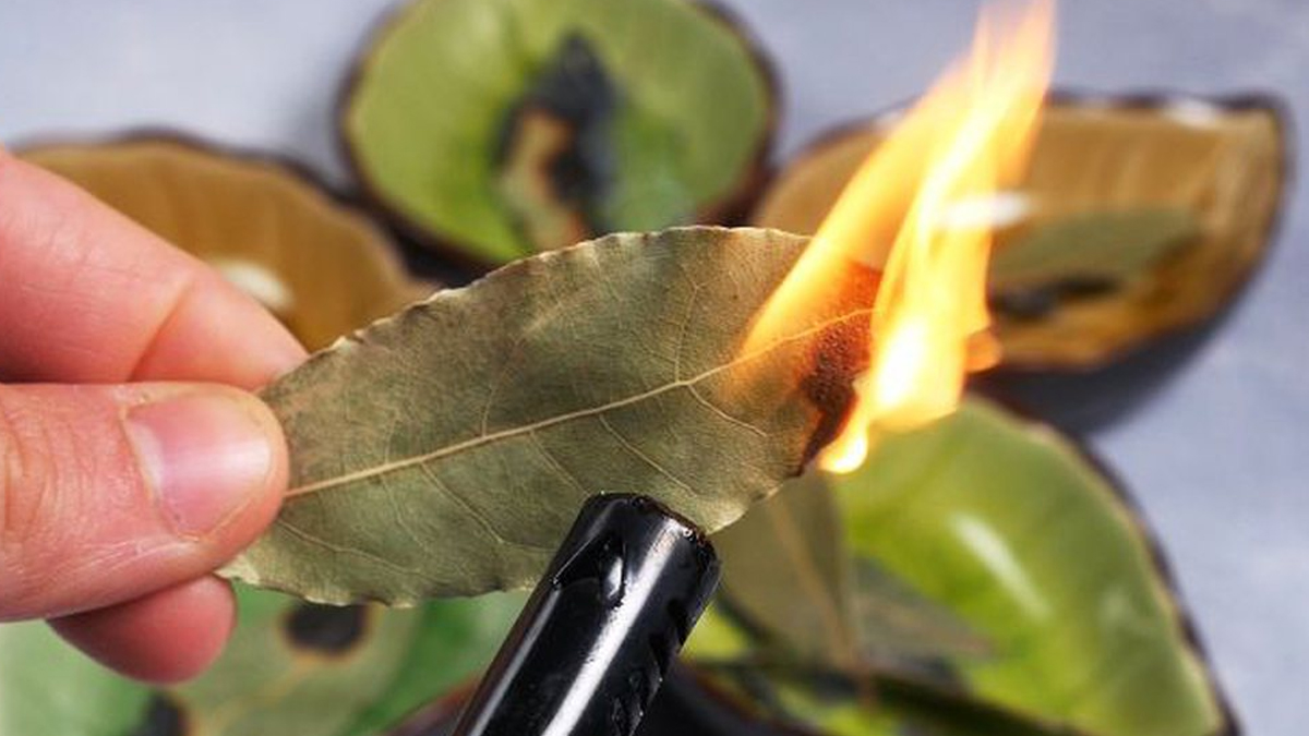 defne-yapragi-yakmak-ne-ise-yarar