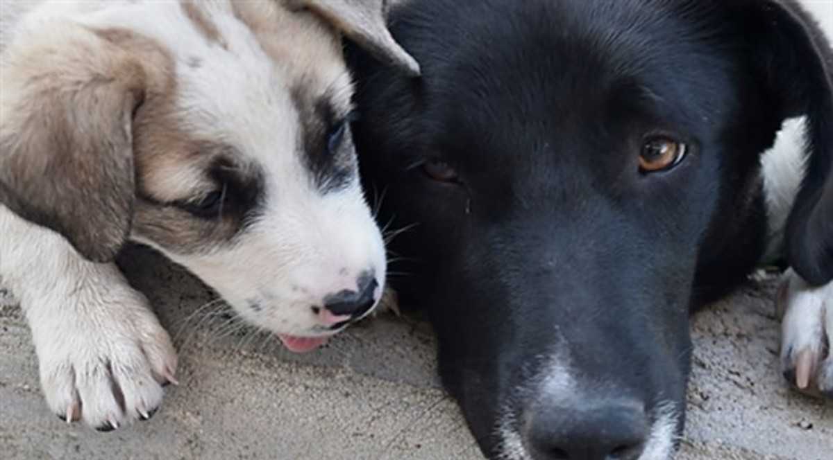 Sokak hayvanlarını öldürmenin cezası