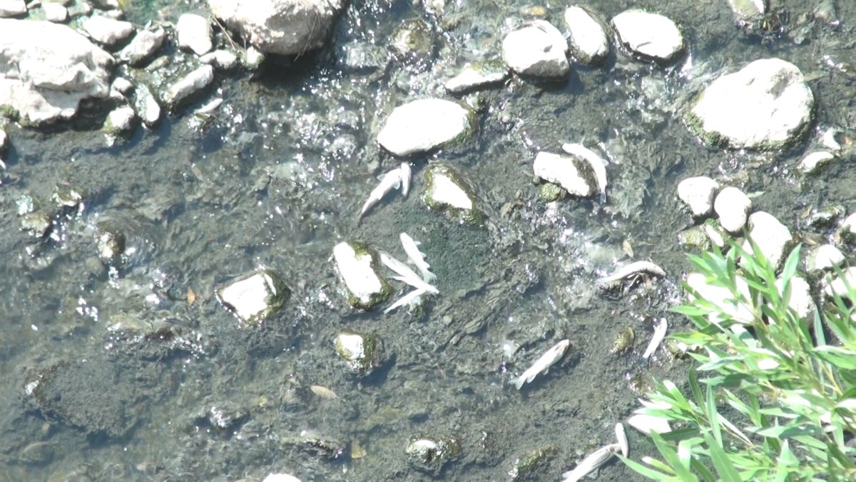 harsit-cayinda-balik-olumlerine-inceleme-4015-dhaphoto3