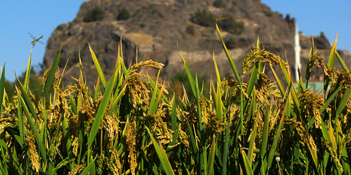 Rüyada piriniç görmek