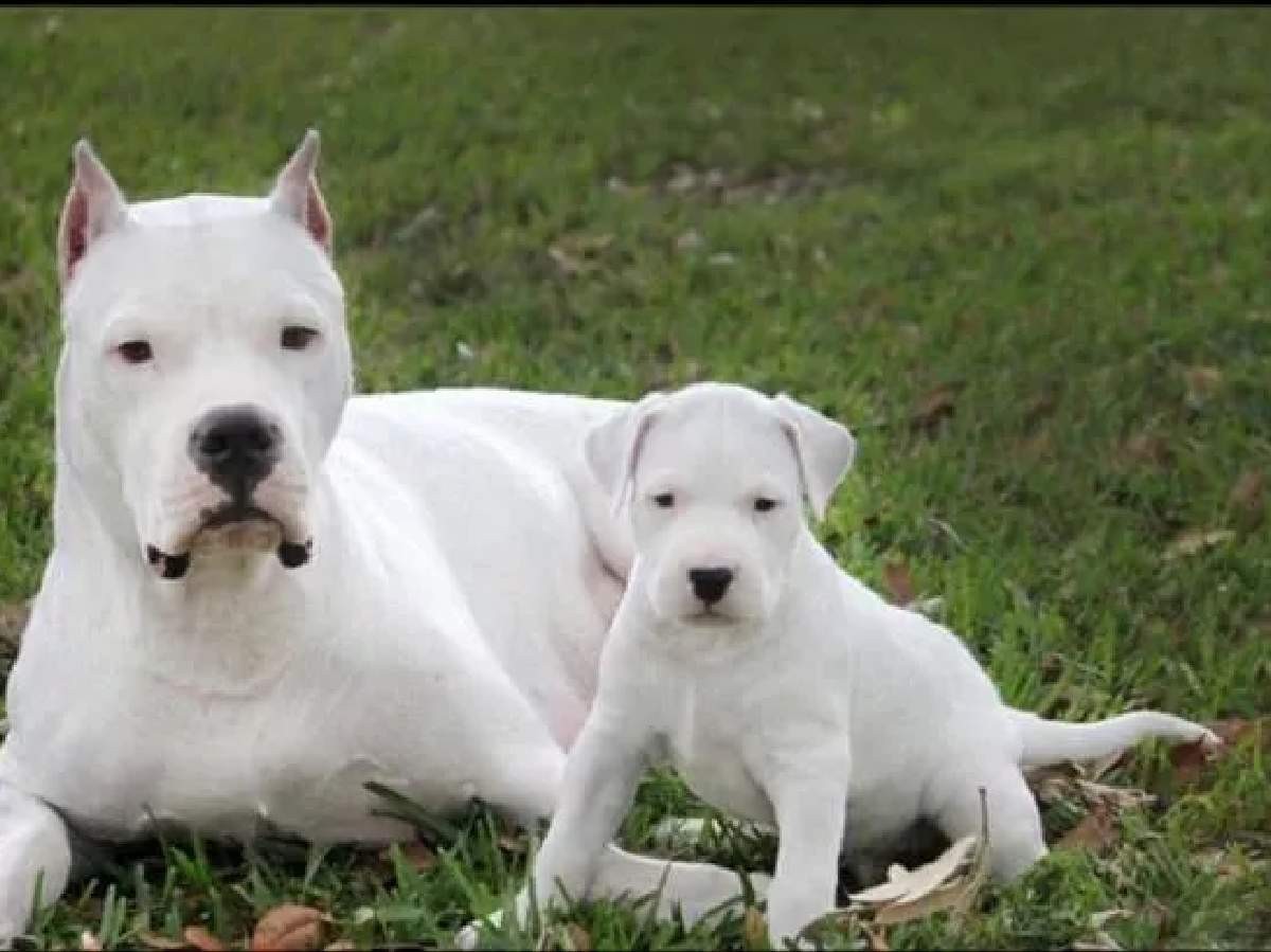 dogo arjantin bakımı