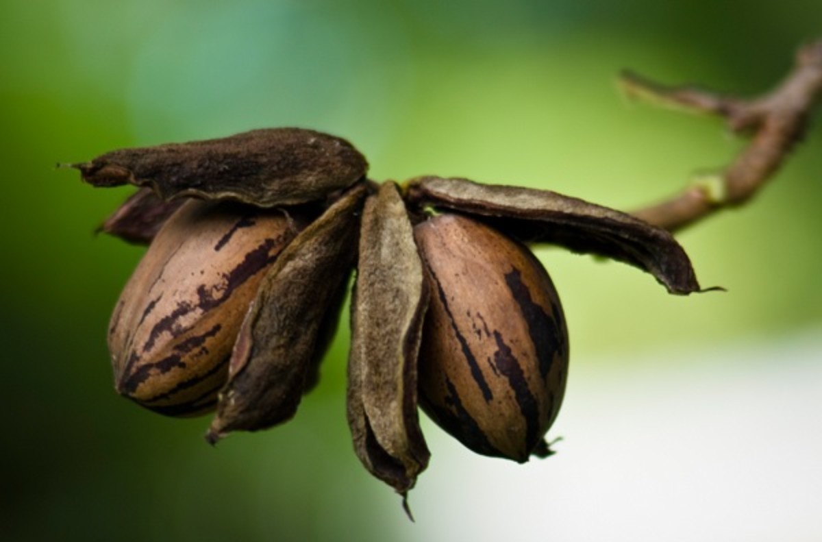 Pikan cevizi faydaları
