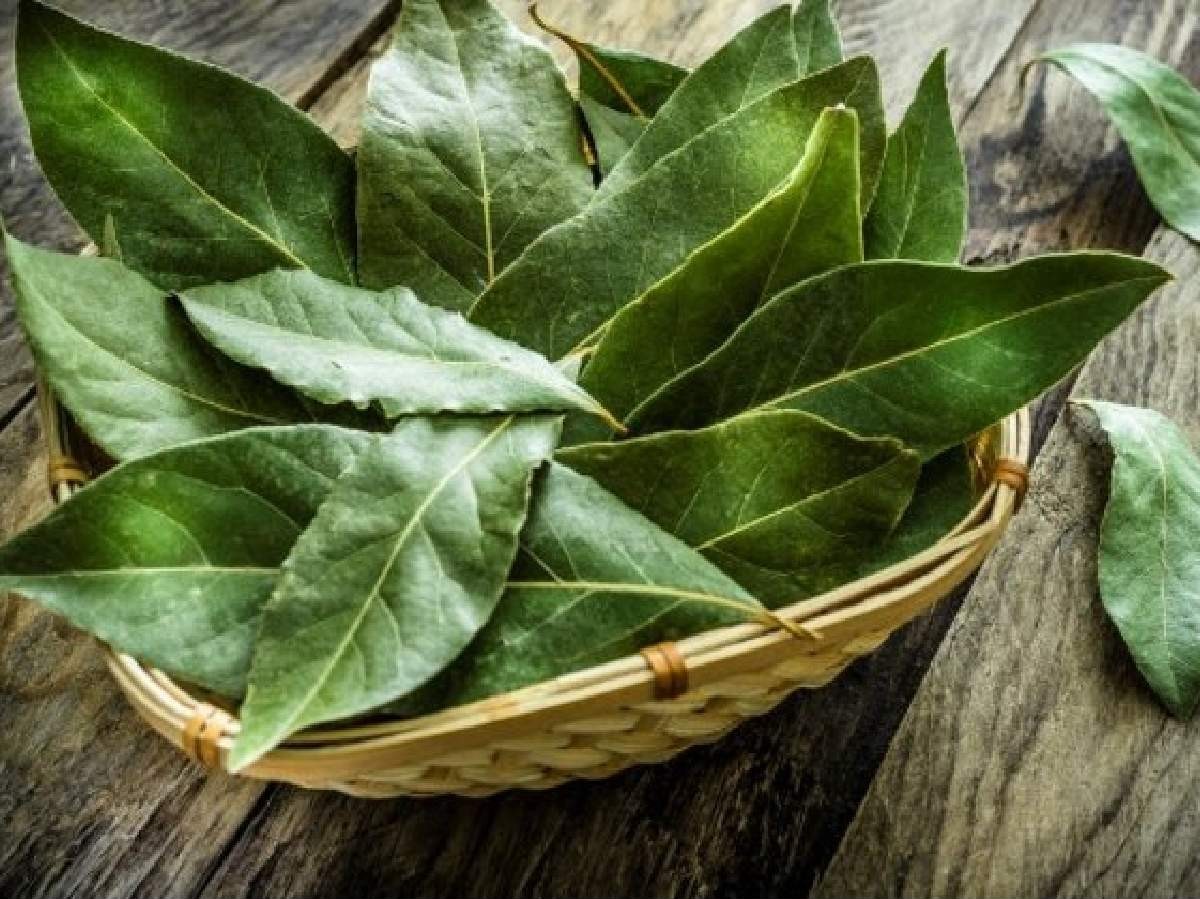 defne yaprağının faydaları