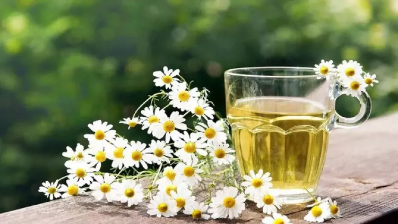 papatya-cayinin-faydalari-nelerdir-papatya-cayi-nasil-demlenir-1516261757-2143