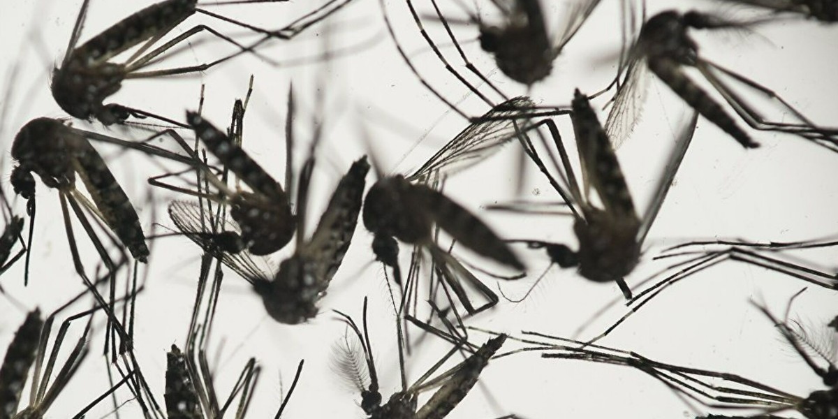 Aedes sivrisineği belirtileri