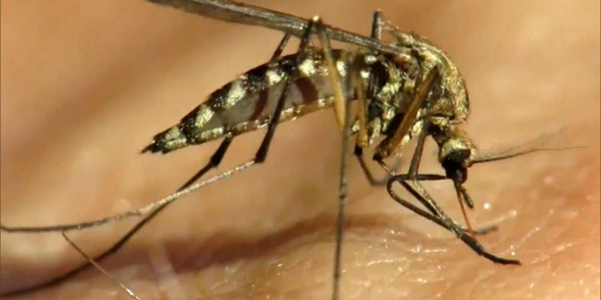 Aedes sivrisineği nedir