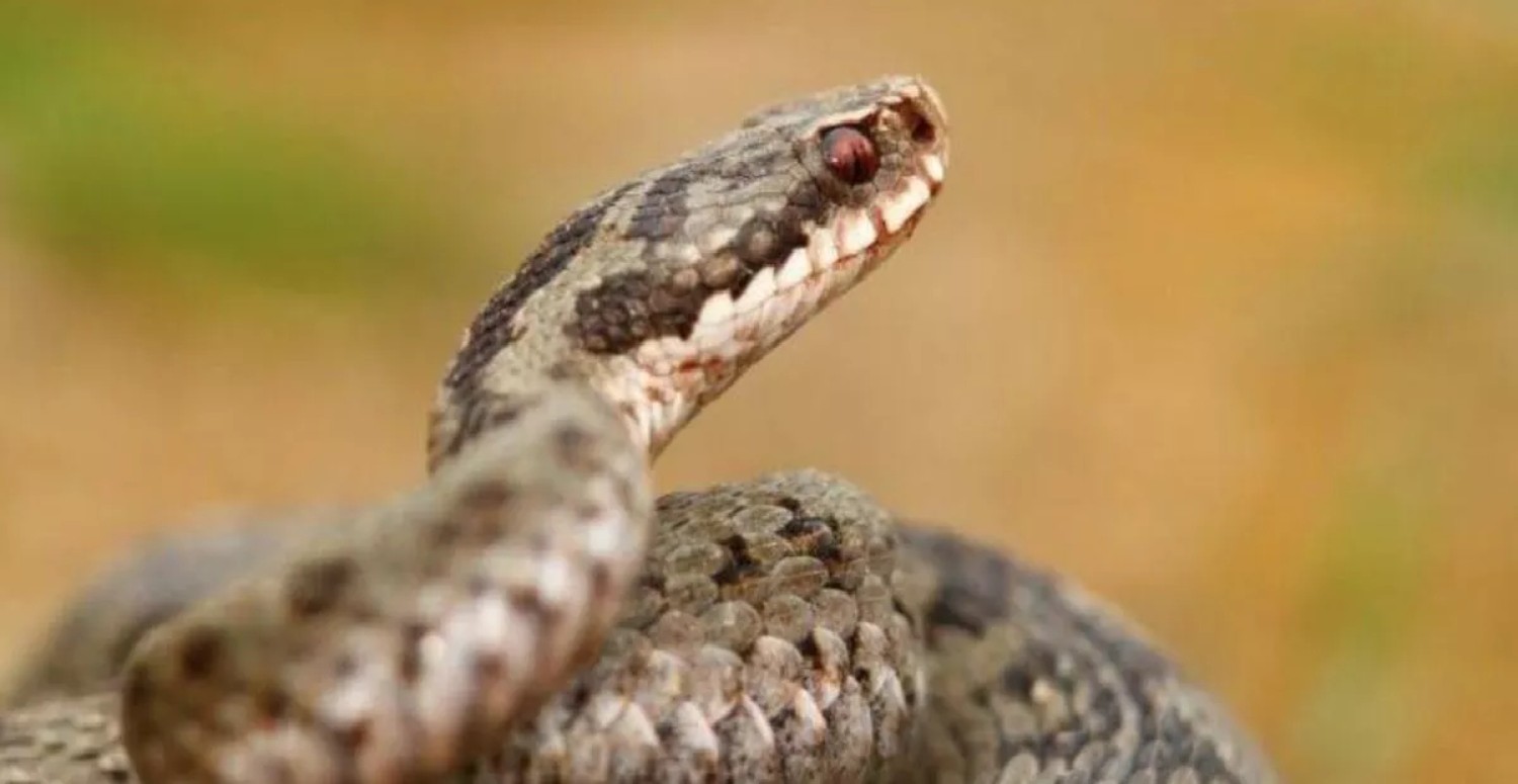 rüyada yılan görme