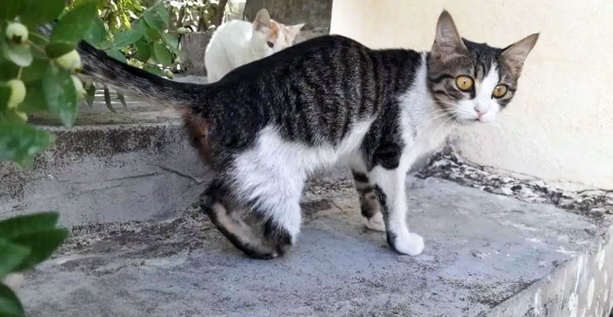 gaziantep-bacagi-kesilen-kediler