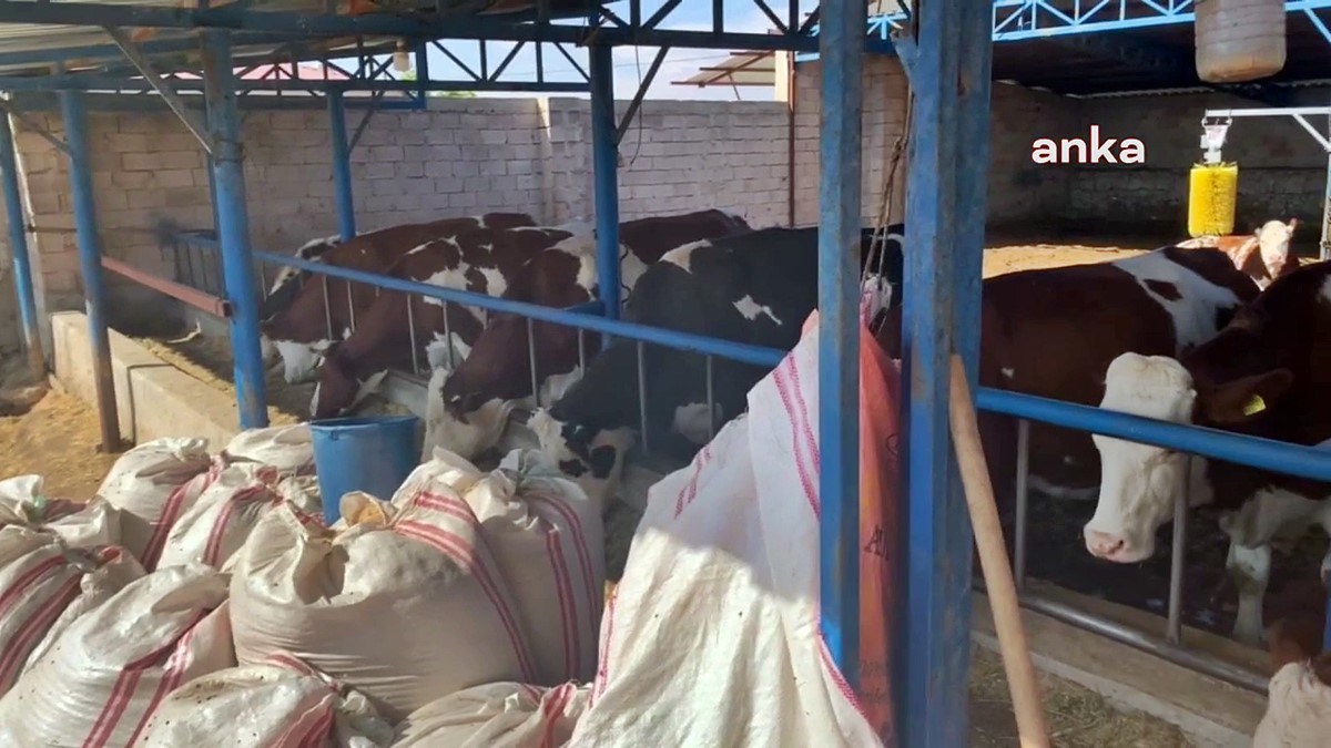 besiciler-zor-durumda-1