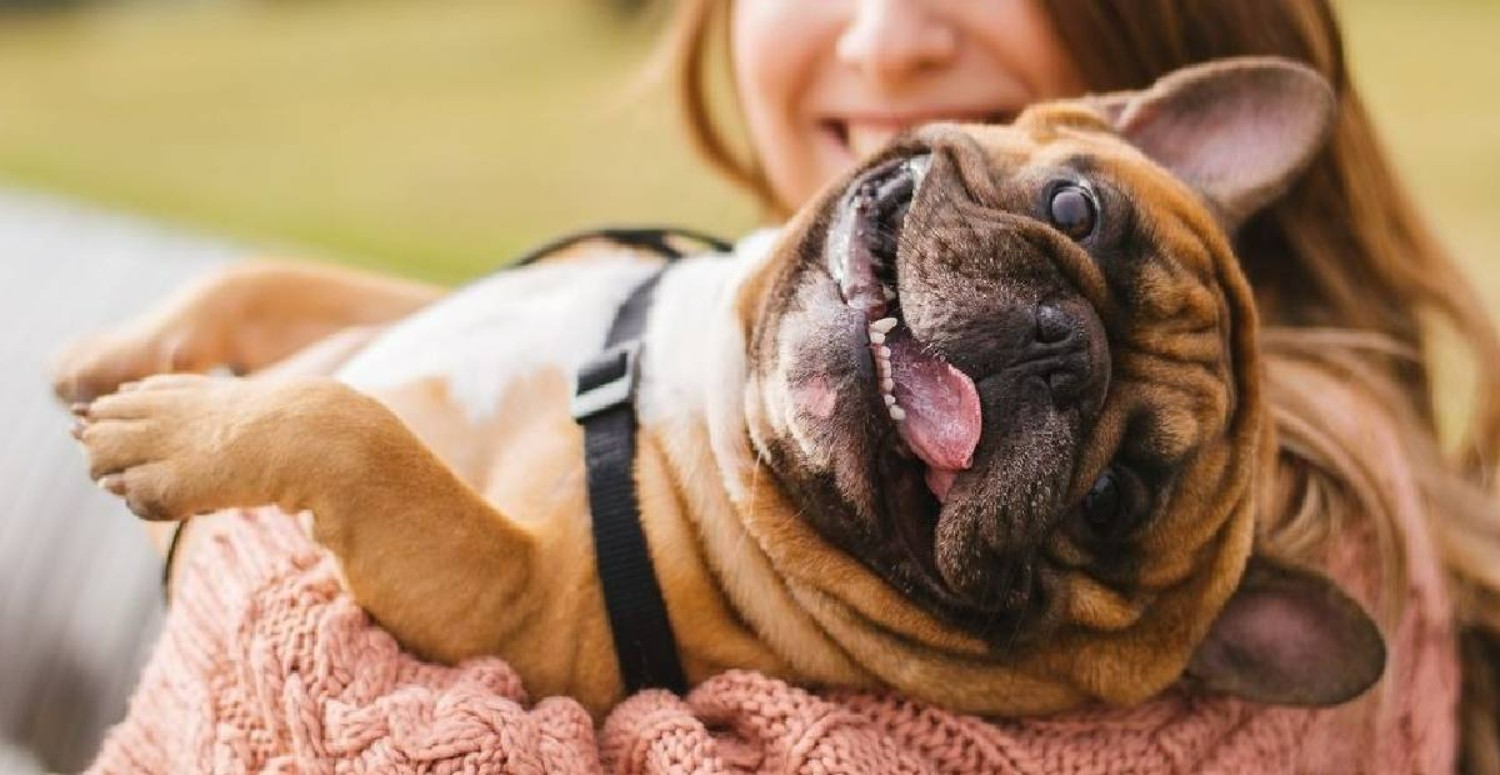 Evcil hayvanlara çip takılacak