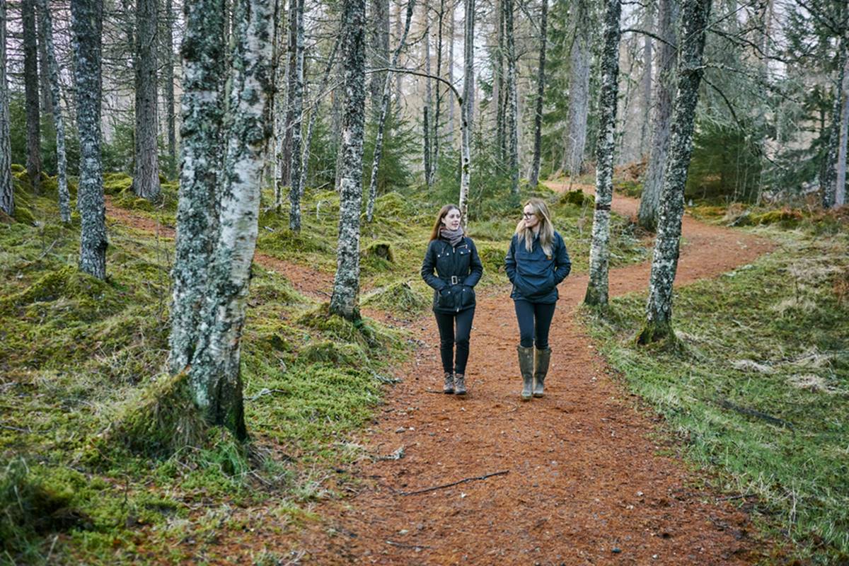 He walk in the forest. Леса Шотландии. Прогулка детей в шотландском лесу. Forest walk. Леса Шотландии с девушками.