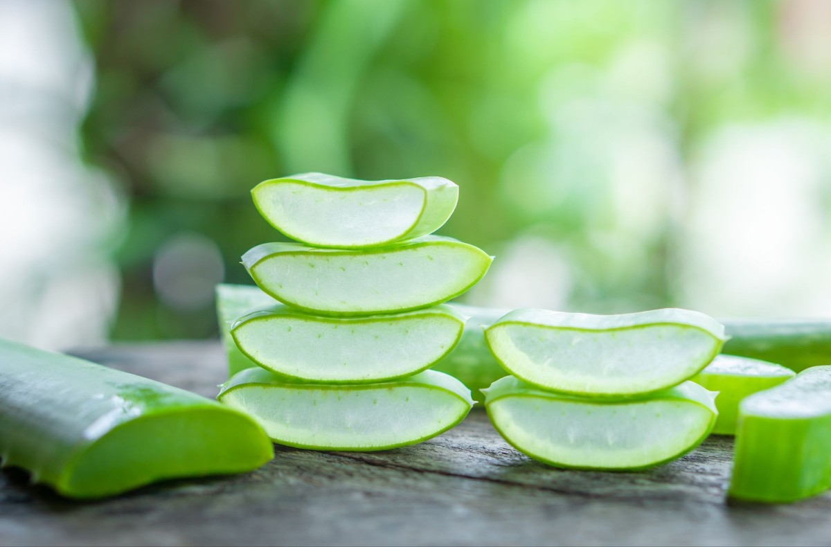 aloe vera