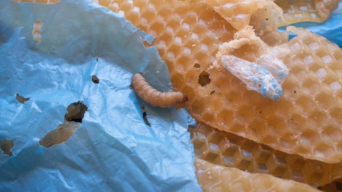 balmumu-kurdu-faydalari