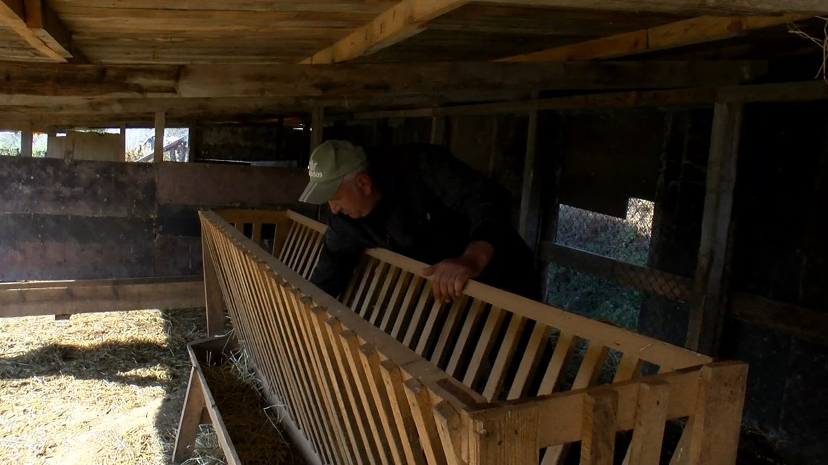 istanbul-arnavutkoy-kurt-saldirisi