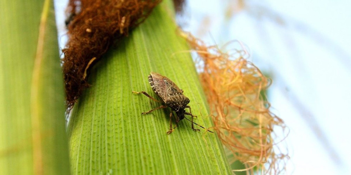 Kokarca Böceği Paniği Yaşanıyor