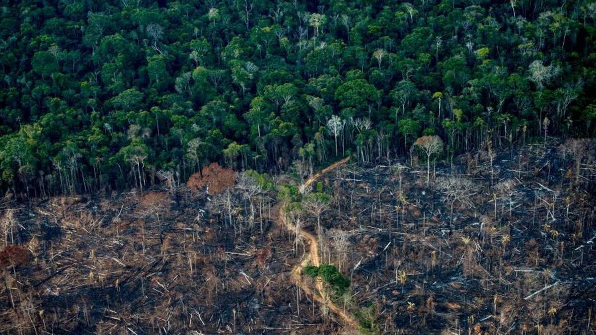 amazon-ormanlari-neden-yok-oluyor