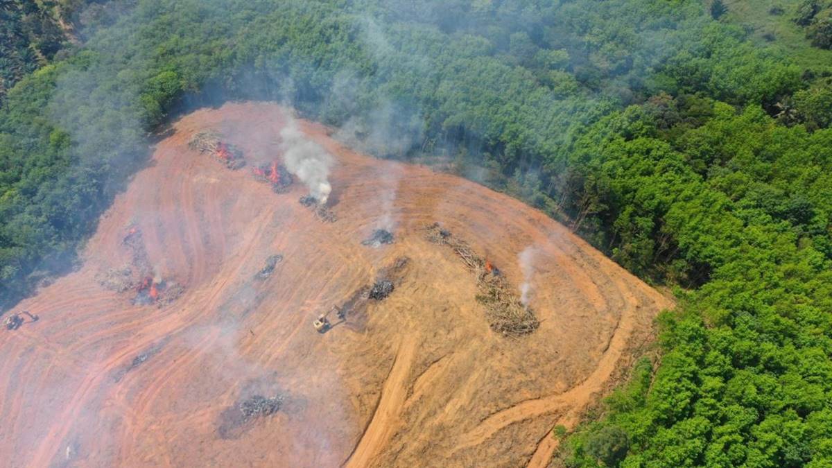 amazon-ormansizlasma