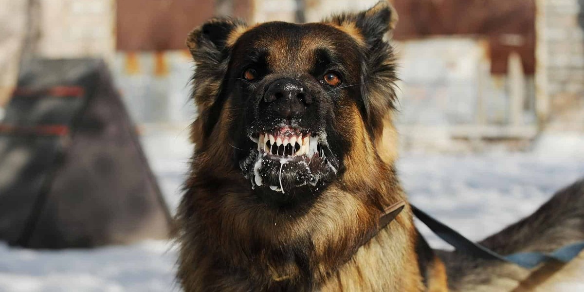 Kuduz öldürür mü