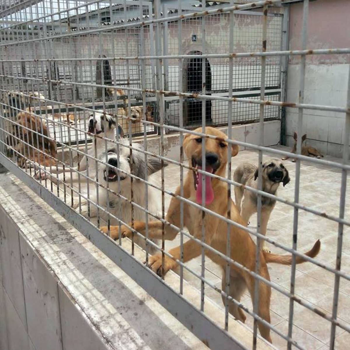 umraniye-hayvan-barinagi-nerede