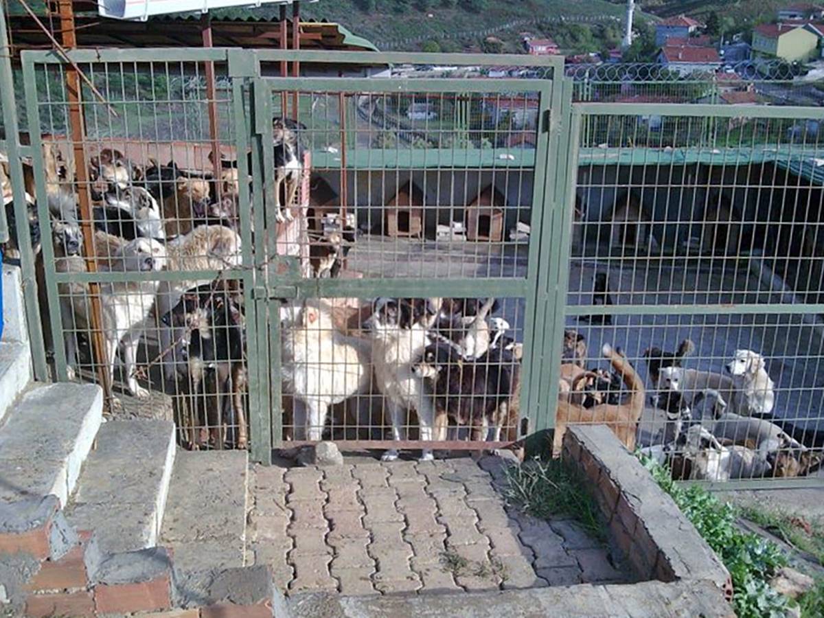 umraniye-hayvan-barinagina-kac-kopek-var