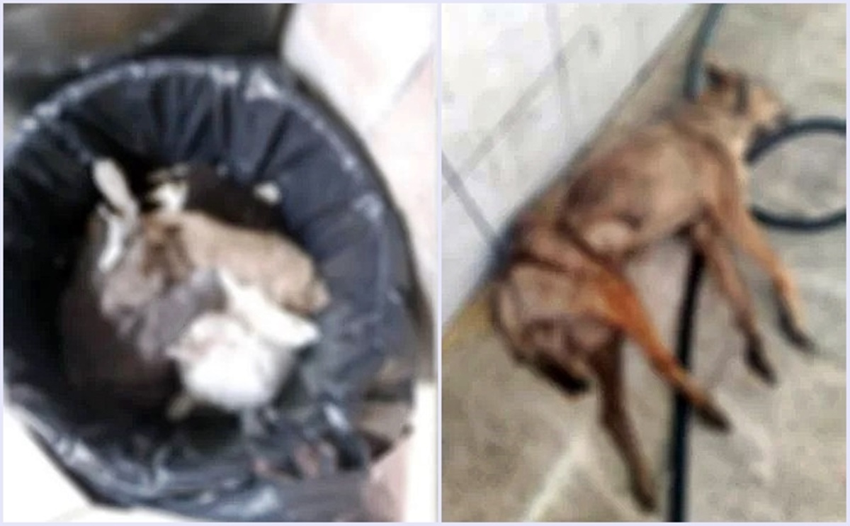 umraniye-hayvan-barinaginda-hayvanlar-oluyor