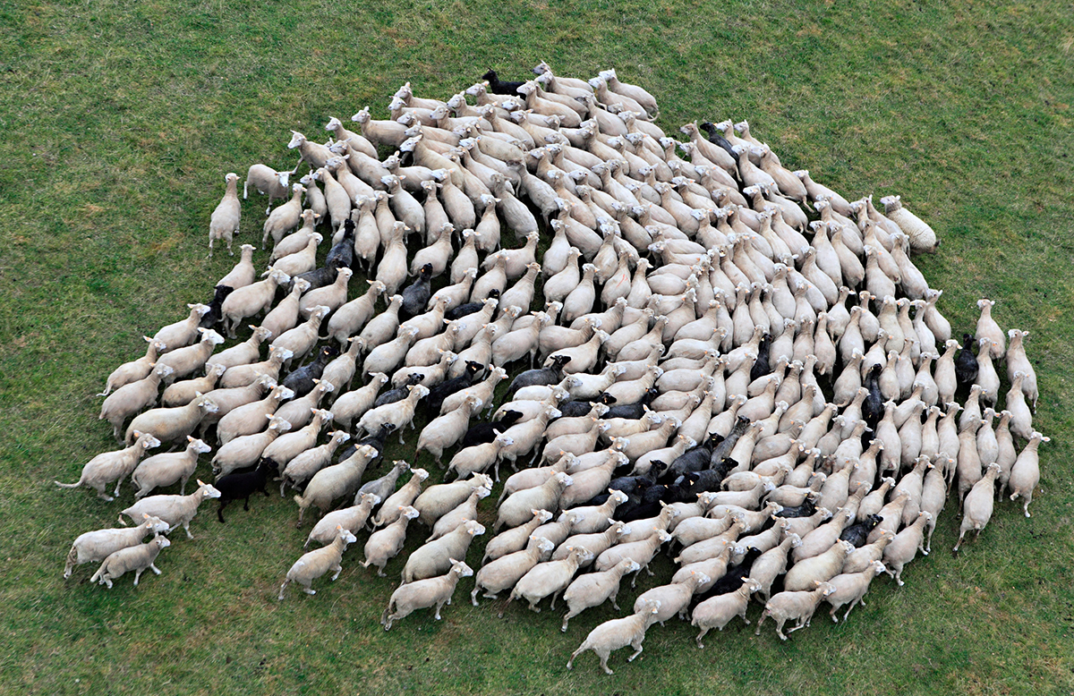 sheep-herd