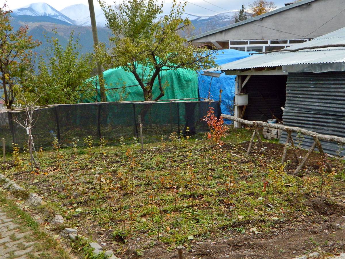 kafasina-vurulan-elmanin-rengini-ve-turunu-biliyor-3