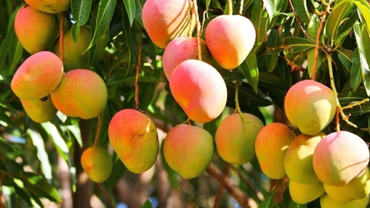 mango