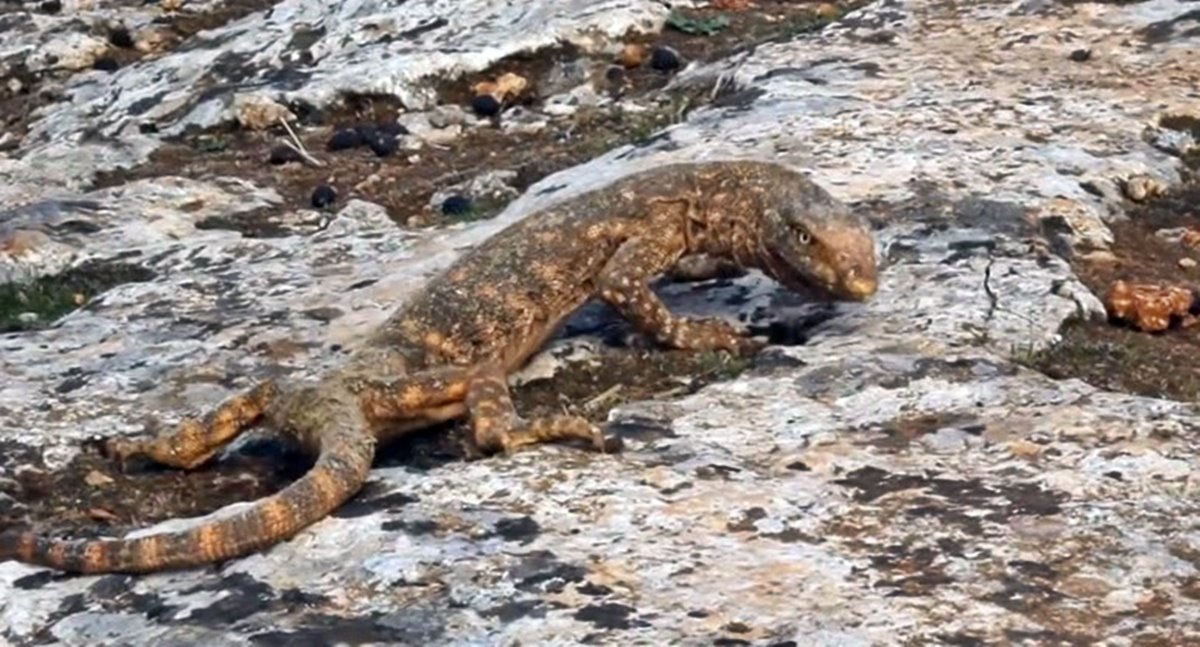 col-varani-boyu-kac-metre-ne-adar-uzar