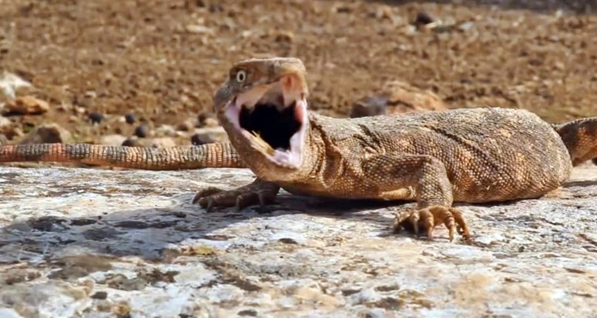 col-varani-ne-yer-nasil-beslenir