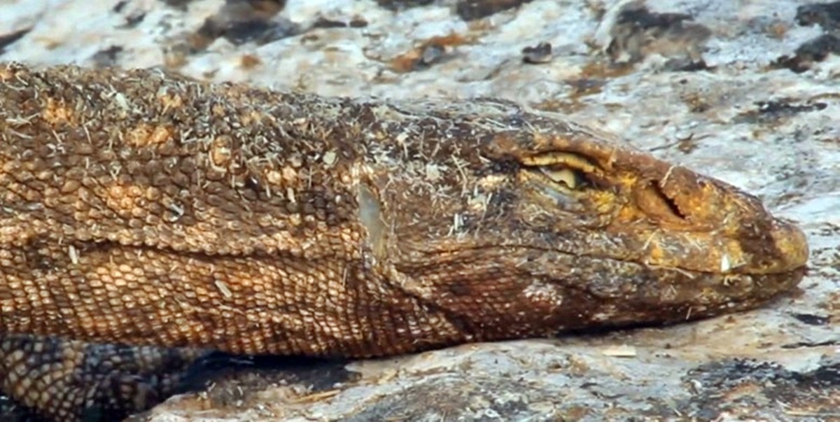 col-varani-nerede-yasar