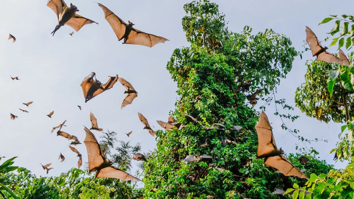 yarasadan-virus-bulasir-mi