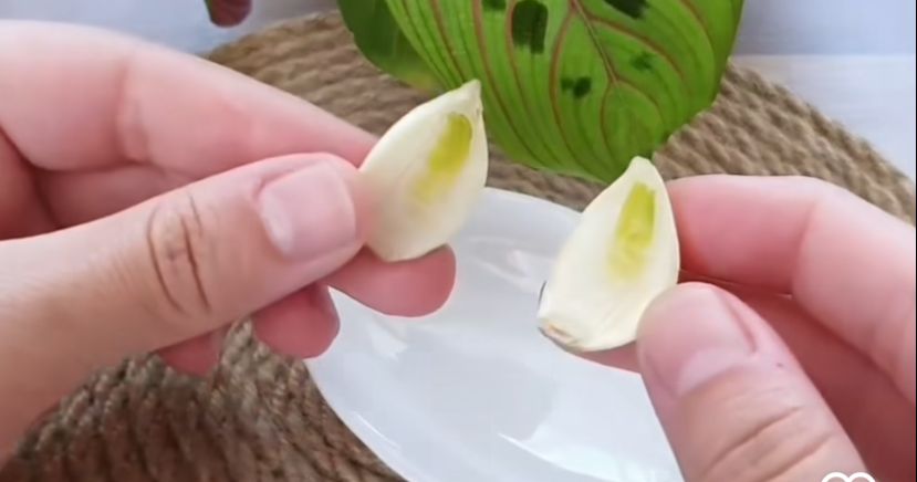 whatsapp-image-2022-11-26-at-09-26-37