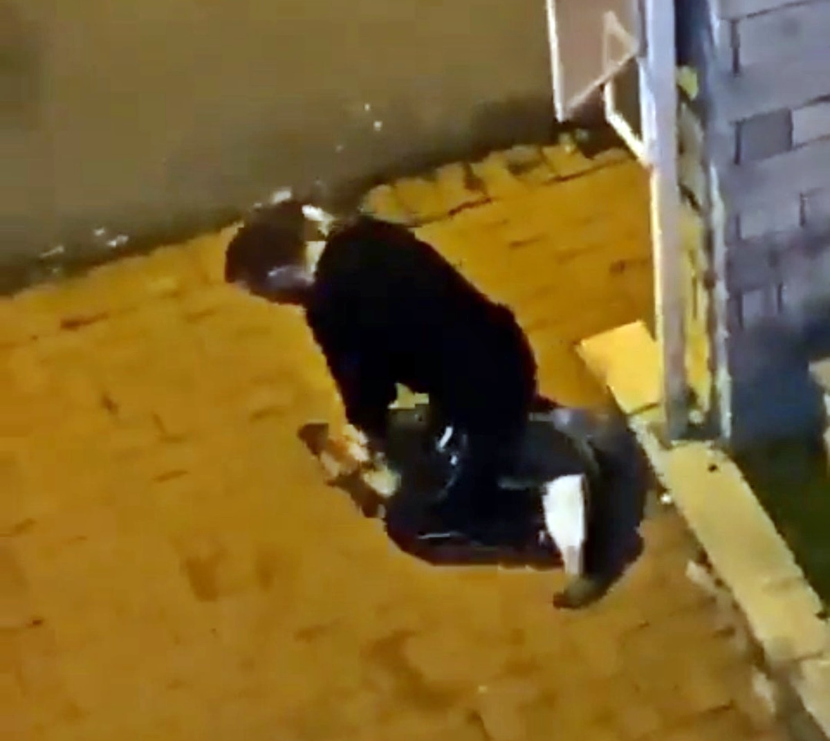 istanbul-sariyer-kopege-iskence-1